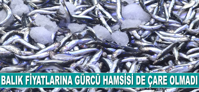 Fiyatlara Gürcü hamsisi de çare olmadı
