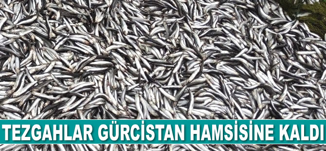 Tezgahlar Gürcistan hamsisine kaldı