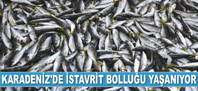 Karadeniz'de istavrit bolluğu yaşanıyor