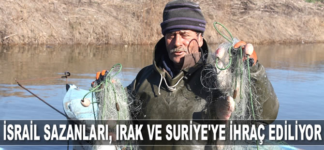 İsrail sazanları, Irak ve Suriye'ye ihraç ediliyor
