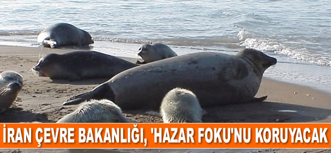 İran, 'Hazar foku'nu koruyacak