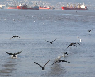 Kocaeli Körfezi göçmen kuşların yeni cenneti haline geldi