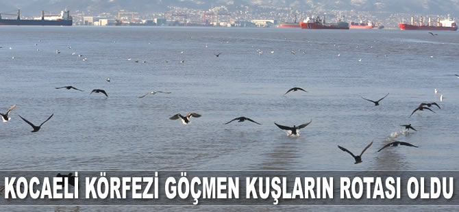 Kocaeli Körfezi göçmen kuşların yeni cenneti haline geldi