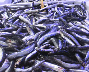 Hamsi bolluğu tezgahları şenlendirdi