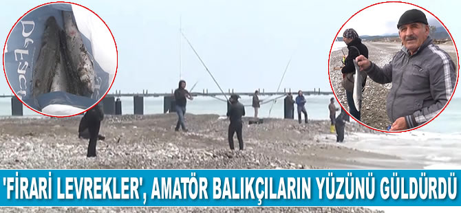 ‘Firari levrekler’, amatör balıkçıların yüzünü güldürdü