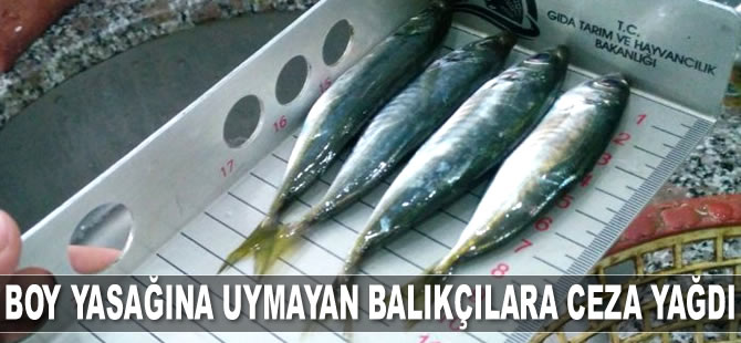 Samsun'da boy yasağına uymayan balıkçılara ceza yağdı