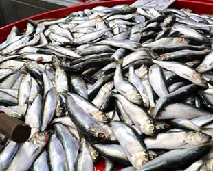 Balıkçı tezgahlarında hamsi kalmadı