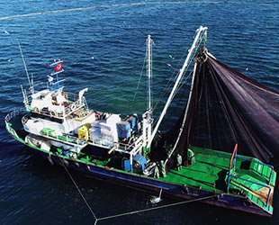 Batı Karadenizli balıkçılar, hamsi avcılığını sonlandırdı