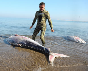 Karacabey’de ölü orkinoslar kıyıya vurdu
