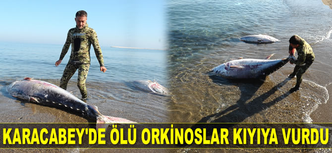 Karacabey’de ölü orkinoslar kıyıya vurdu