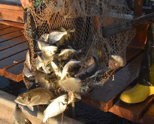 Dalyan kefali, Suriye ve Mısır'a ihraç ediliyor