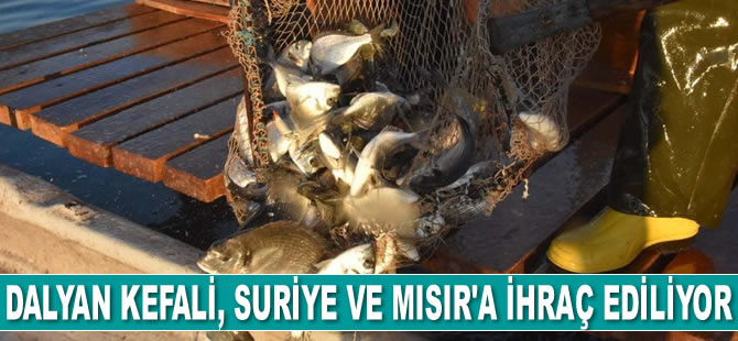 Dalyan kefali, Suriye ve Mısır'a ihraç ediliyor