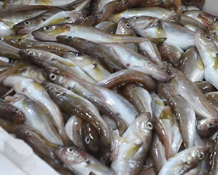 Mezgit bolluğu, balıkçıların yüzünü güldürdü