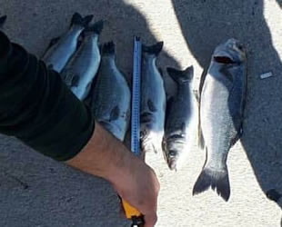 Antalya'da yasa dışı su ürünleri avcılığına ceza yağdı