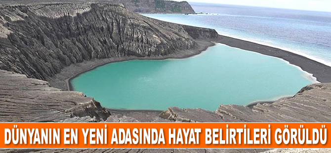 Dünyanın en yeni adasında hayat belirtileri görüldü