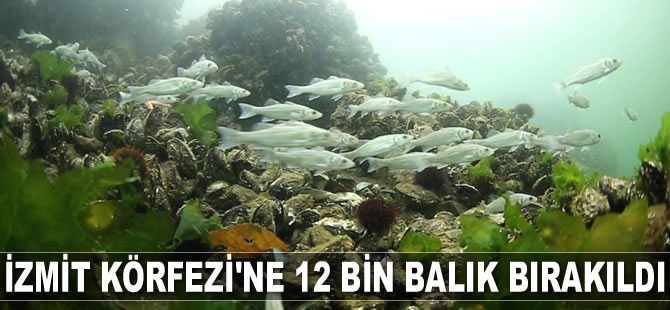 İzmit Körfezi'ne 12 bin balık bırakıldı