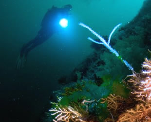 İstanbul'un su altı zenginliği, dünyaya tanıtılacak