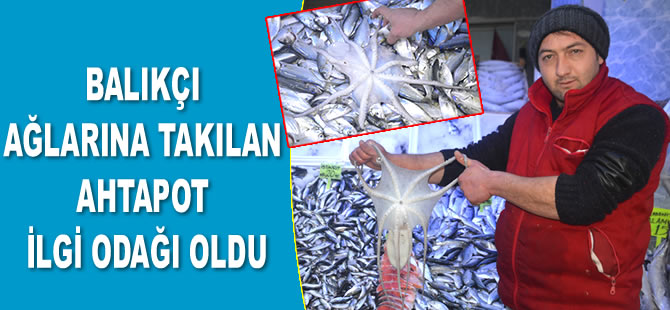 Balıkçı ağlarına takılan ahtapot ilgi odağı oldu