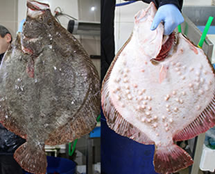 Karadeniz'de avlanan kalkan 750 liraya satıldı