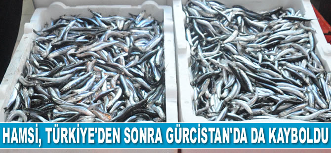 Hamsi, Gürcistan’da da kayboldu