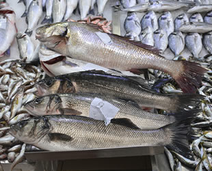 Sinoplu balıkçılar, levrek sevinci yaşıyor