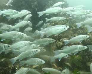 İzmit Körfezi’nde 30 türde balık avcılığı yapılıyor