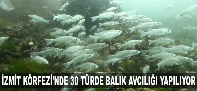 İzmit Körfezi’nde 30 türde balık avcılığı yapılıyor