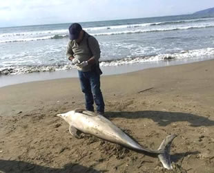 İzmir'de ölü yunus kıyıya vurdu