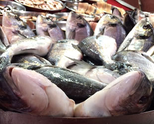 Karadenizli balıkçıların umudu ‘torik’ oldu