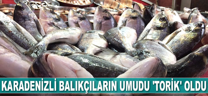 Karadenizli balıkçıların umudu ‘torik’ oldu
