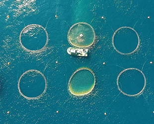 Su ürünleri yetiştiricilerine ‘iyi tarım desteği’ verilecek