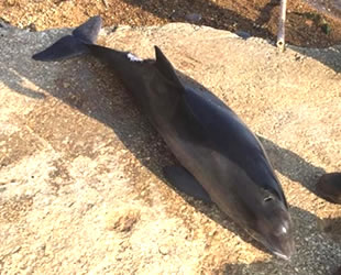Gemlik’te ölü yunus kıyıya vurdu
