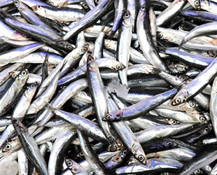 Fatsa’da ‘2 Kilo Fındık Getirene 1 Kilo Hamsi’ kampanyası başlatıldı