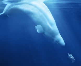 TURMEPA, CNR Avrasya Boat Show’da okyanuslardaki kirliliğe dikkat çekecek