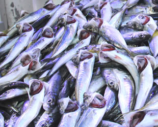 Hamsi Gürcistan’a kaçtı, tezgahları istavrit doldurdu