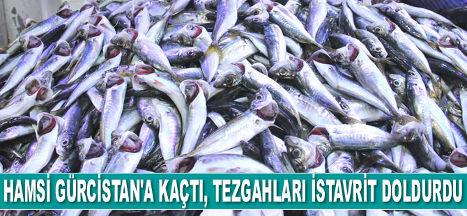 Hamsi Gürcistan’a kaçtı, tezgahları istavrit doldurdu