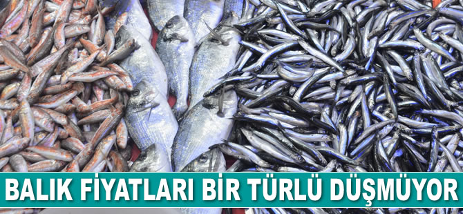 Balık fiyatları bir türlü düşmüyor