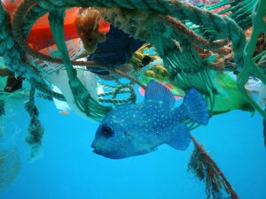 Denizlere her yıl 8 milyon ton plastik karışıyor