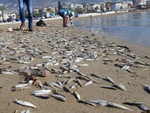 Alanya’da ölen binlerce gümüş balığı sahile vurdu!
