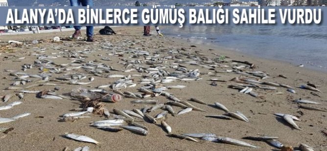 Alanya’da ölen binlerce gümüş balığı sahile vurdu!