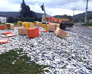 Didim’de tonlarca balık karayoluna saçıldı