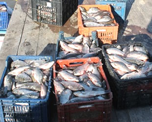 Manyas Gölü’nde avlanan İsrail sazanı, Suriye’ye ihraç ediliyor