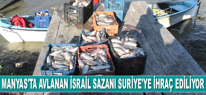 Manyas Gölü’nde avlanan İsrail sazanı, Suriye’ye ihraç ediliyor
