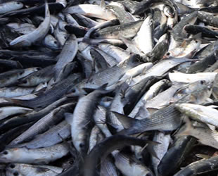 Dalyan’da Kefal Balığı Festivali düzenlenecek
