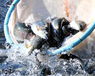 2018'de ihraç edilen alabalığın yarısı Muğla'dan karşılandı