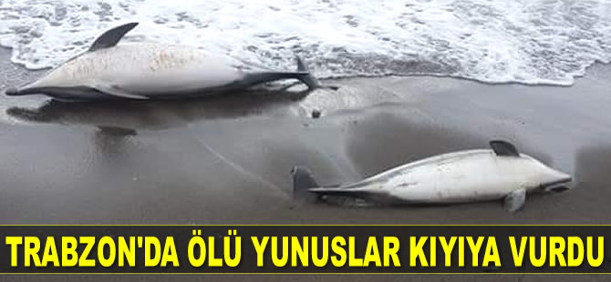Trabzon'da ölü yunuslar kıyıya vurdu