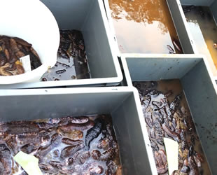 Söke’de 5 bin adet deniz patlıcanı ele geçirildi