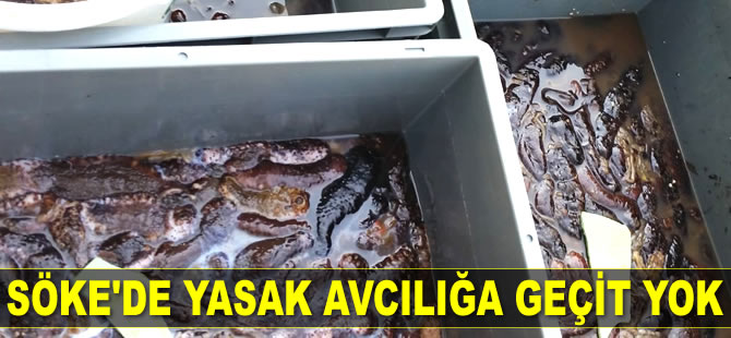 Söke’de 5 bin adet deniz patlıcanı ele geçirildi