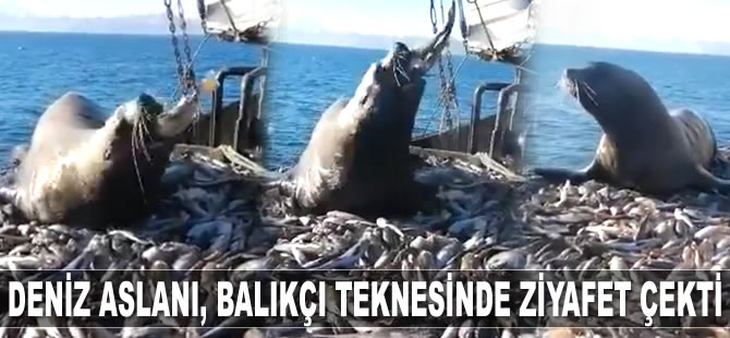 Deniz aslanı, balıkçı teknesinde ziyafet çekti