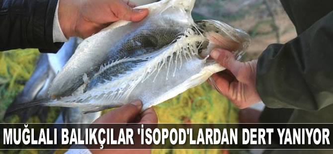 Muğlalı balıkçılar ‘isopod’lardan dert yanıyor